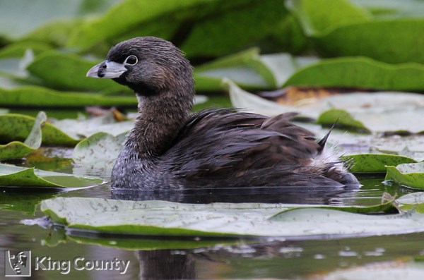Photo of Podilymbus podiceps